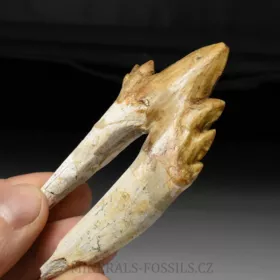 zub Basilosaura