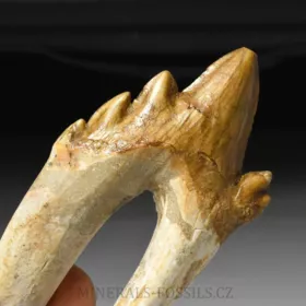 zub Basilosaura