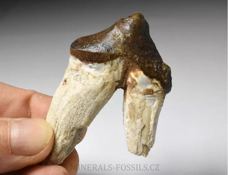 zub Basilosaura
