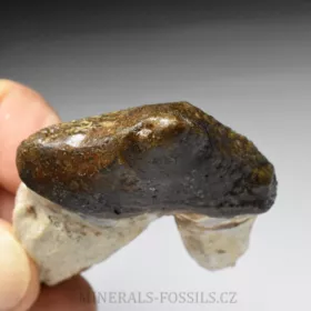 zub Basilosaura