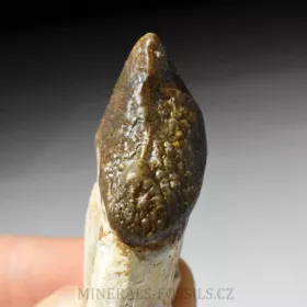 zub Basilosaura