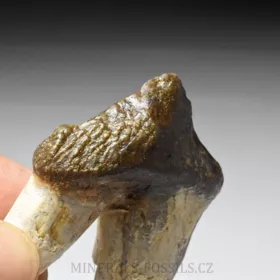 zub Basilosaura