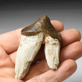 zub Basilosaura