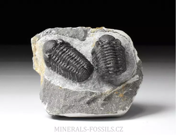 trilobit Phacops sp.