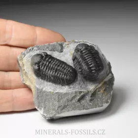 trilobit Phacops sp.