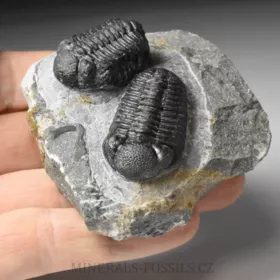trilobit Phacops sp.