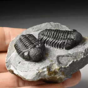 trilobit Phacops sp.