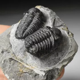 trilobit Phacops sp.