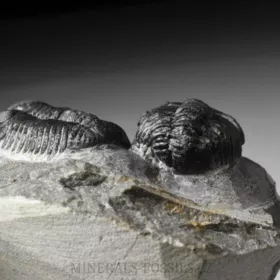 trilobit Phacops sp.