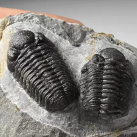 trilobit Phacops sp.
