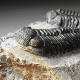 trilobit Phacops sp.