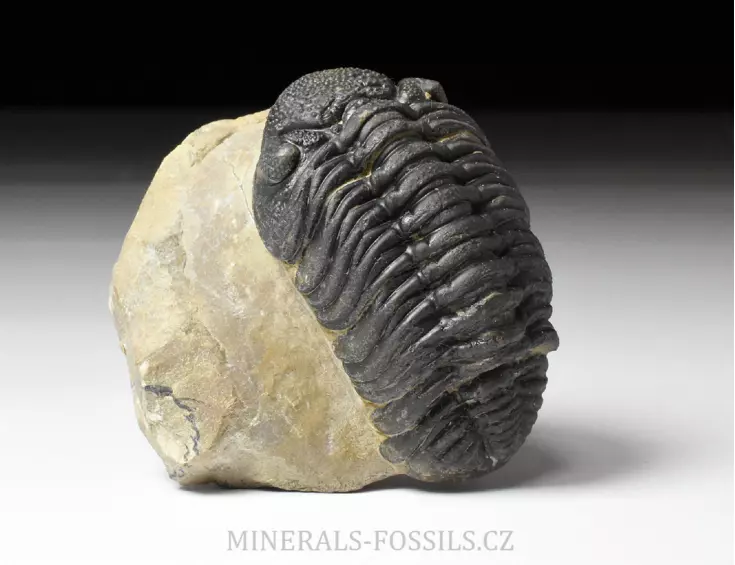 trilobit Phacops sp.