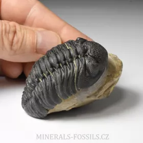 trilobit Phacops sp.