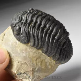 trilobit Phacops sp.