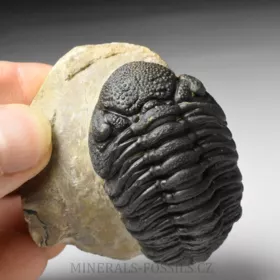 trilobit Phacops sp.