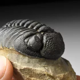 trilobit Phacops sp.