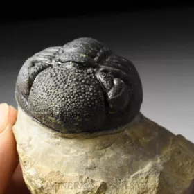 trilobit Phacops sp.