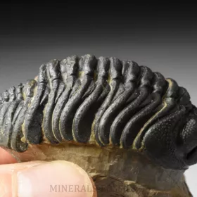 trilobit Phacops sp.