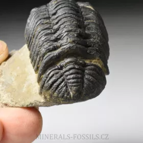 trilobit Phacops sp.