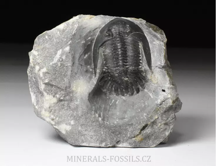 trilobit Mrakibina cattoi