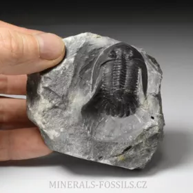 trilobit Mrakibina cattoi