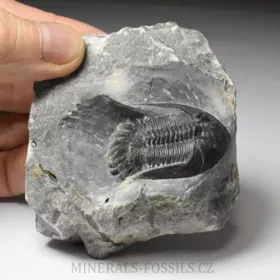 trilobit Mrakibina cattoi