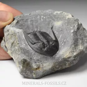 trilobit Mrakibina cattoi