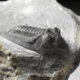 trilobit Mrakibina cattoi