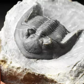 trilobit Mrakibina cattoi