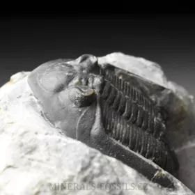 trilobit Mrakibina cattoi