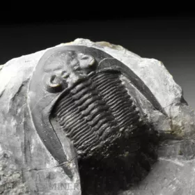 trilobit Mrakibina cattoi