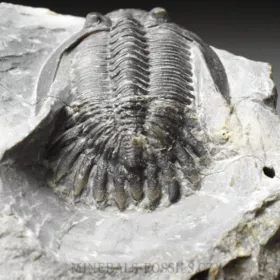 trilobit Mrakibina cattoi