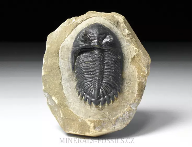 trilobit Hollardops merocristata
