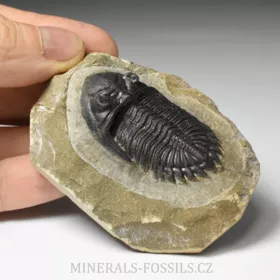 trilobit Hollardops merocristata