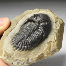 trilobit Hollardops merocristata