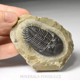 trilobit Hollardops merocristata