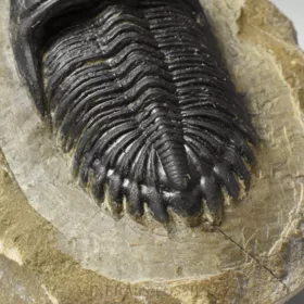 trilobit Hollardops merocristata