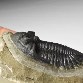 trilobit Hollardops merocristata