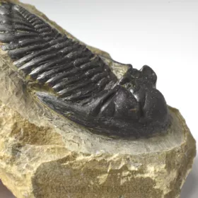 trilobit Hollardops merocristata
