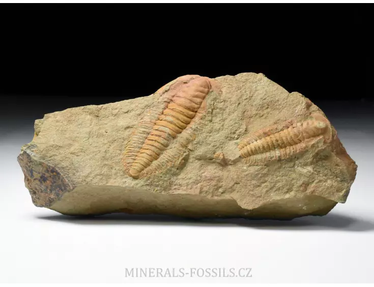 trilobit Hamatolenus vincenti