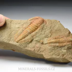 trilobit Hamatolenus vincenti