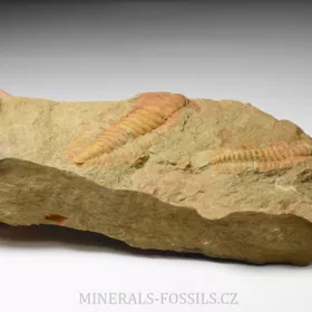 trilobit Hamatolenus vincenti