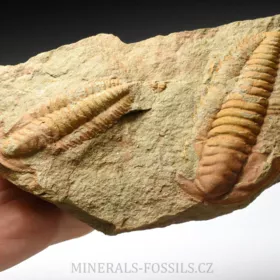 trilobit Hamatolenus vincenti
