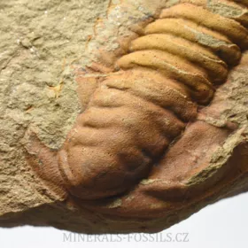 trilobit Hamatolenus vincenti