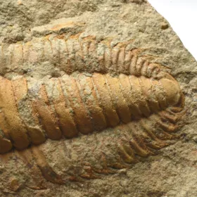 trilobit Hamatolenus vincenti