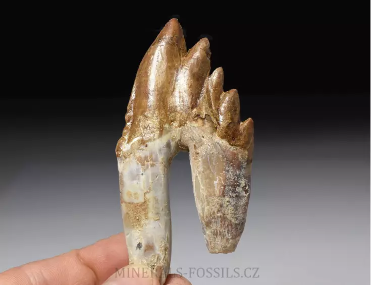 zub Basilosaura