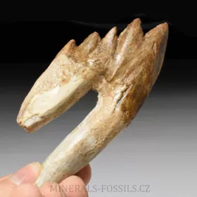 zub Basilosaura