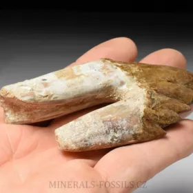 zub Basilosaura