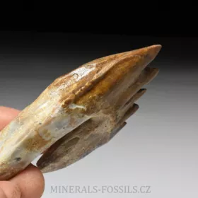 zub Basilosaura