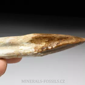 zub Basilosaura